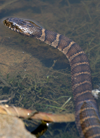 Common Water Snake